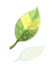 Huge Leaf [0]