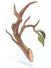 Tough Branch