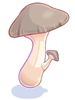 Edible Mushroom