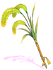 Enriched Foxtail Staff [1]