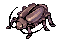 Thief Bug Female