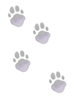 Foot Step Of Cat