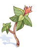 Poison Herb Makulata