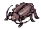 Thief Bug
